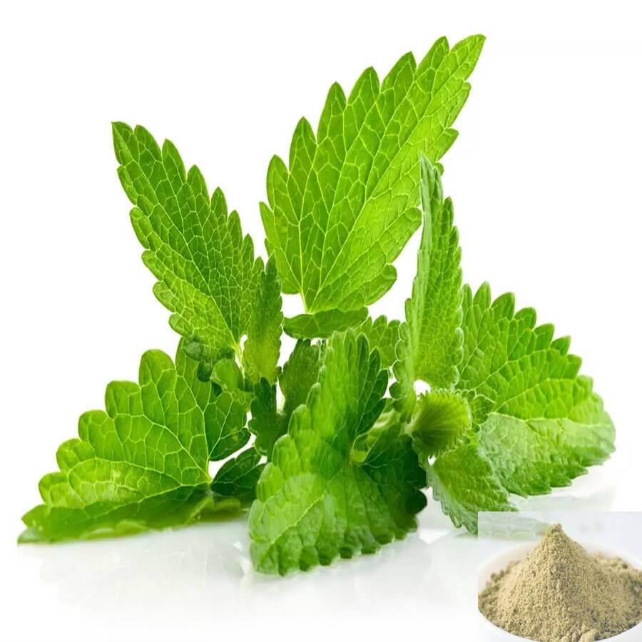 Mint Leaves Powder - Shreena Enterprise