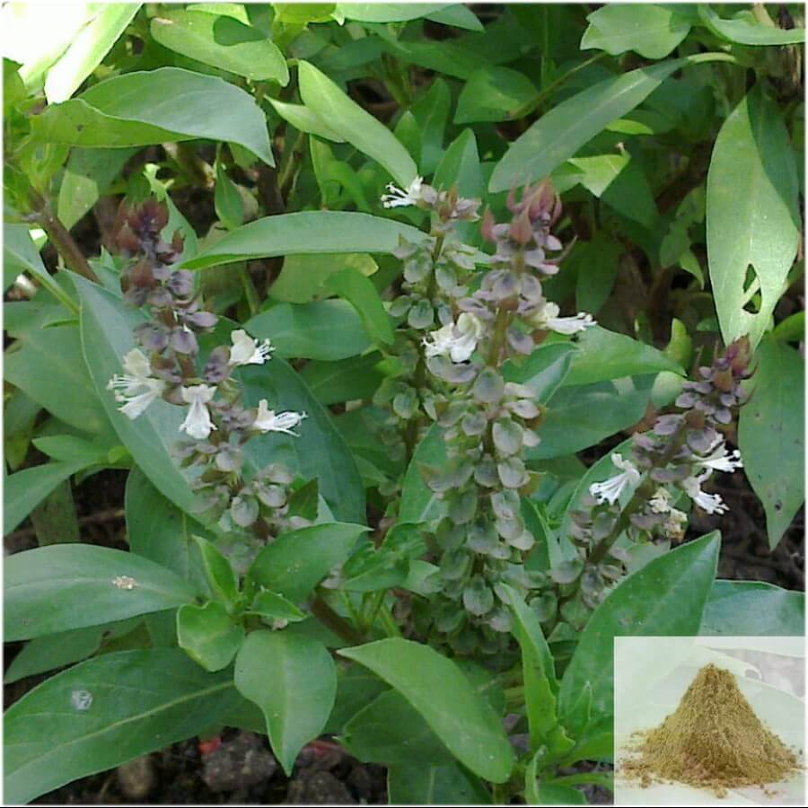 Buy Thiruneetru Pachilai online Buy Sweet Basil Online at