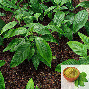Aada Thodai ilai  Powder / Malabar Nut Powder Aada Thodai ilai  Powder / Malabar Nut Powder