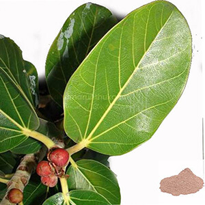 Aalam Ilai / Banyan Leaf Powder
