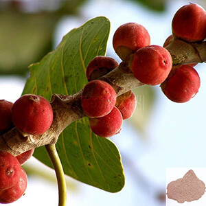 Aalam Pazham /  Banyan Fruit Powder