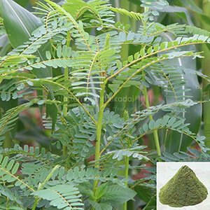 Agathi / Vegetable Hummingbird Powder