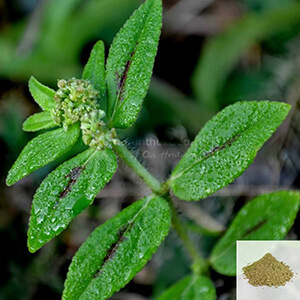 Amman Pacharisi / Snake Weed Powder