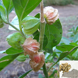Amukura / Winter Cherry / Indian Ginseng Powder Amukura / Winter Cherry / Indian Ginseng Powder