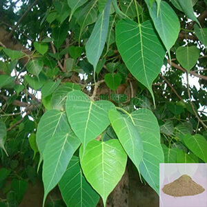 Arasa ilai / Peepal Tree/ Sacred Fig Leaf Powder