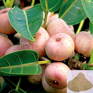 Arasam Pazham / Peepal Fruit Powder