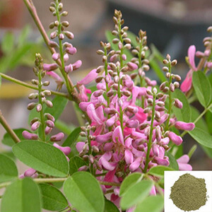 Avuri illai / Indian Indigo Powder