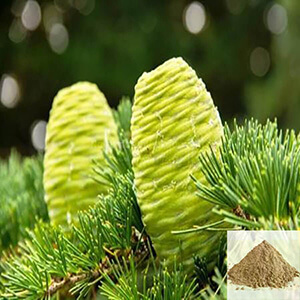 Devatharu, Devadaram / Himalayan Cedar Powder