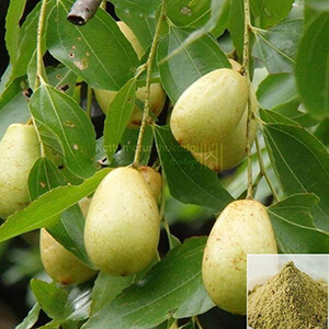 Kadukkai Pinju / Ink Nut, Chebulie Powder