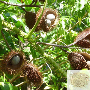 Kalarchi Kaai / Bonduc Nut, Fever Nut, Nicker Nut Powder