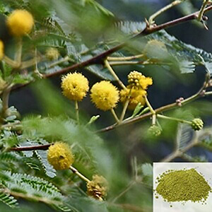 Karuvelam Ilai / Mesquite Leaves Powder