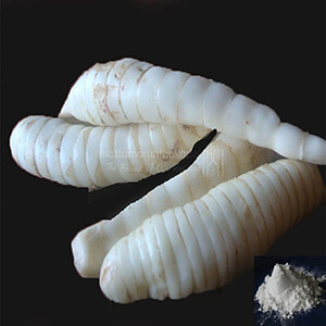 Koova podi, Kua, Ararut kizhangu / Indian Arrow Root Powder