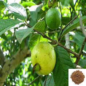 Koyya ilai / Guava Leaves Powder