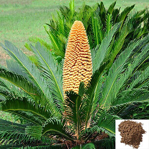 Madhanakama Poo / Queen Sago Powder