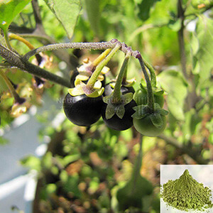 Manathakkali / Wonder Berry Powder