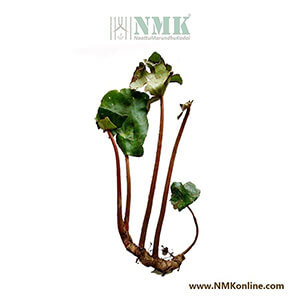 Kal Thamarai / Kumarika Leaves Dried (Raw)