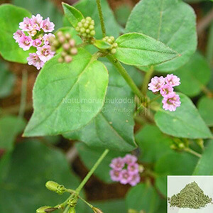 Mookarattai / Punarnava / Red Hogweed Powder