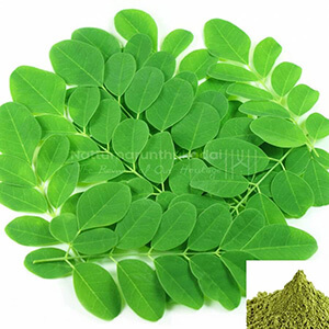 Murungai ilai / Drumstick Leaf Powder