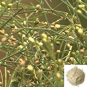 Parpadaga Pul / Carpetweed Powder