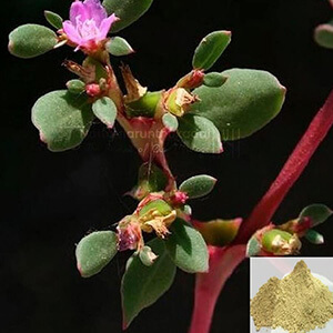 Sakthi Saranai / Horse Purslanes Powder