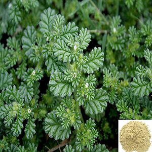 Seruppadai, Siru Seruppadai / Coldenia Procumbens Powder
