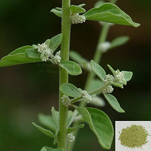Sirupeelai / Sirukan Peelai / Mountain Knot Grass Powder