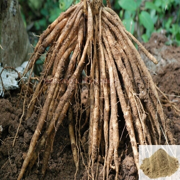 Thaneer Vittan Kilangu / Shatavari / Satavar Powder