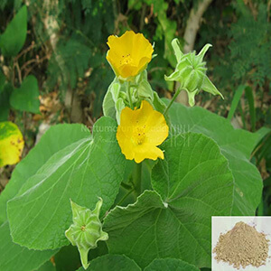 Thuthi / Indian Mallow Powder