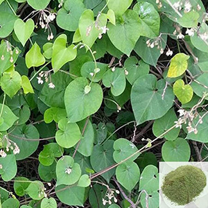 Veliparuthi / Uthamani / Trellis-Vine Powder
