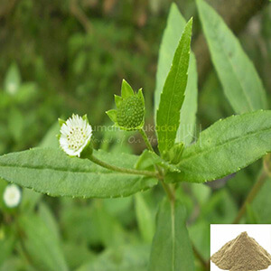 Vellai Karisalanganni / False Daicy Powder White