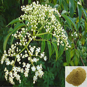 Veppam poo / Neem Flower Powder