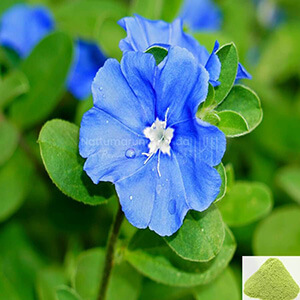 Vishnu Kiranthi / Slender Dwarf Morning Glory Powder