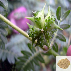 Yanai Nerunjil / Large Caltrops Powder