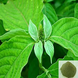 Nayuruvi / Chaff Flower Powder Nayuruvi / Chaff Flower Powder