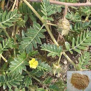 Nerinji / Caltrop / Tackweed / Bindii / Puncture Plant Powder