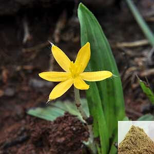 Nilapanai Kilangu / Black Musli Powder