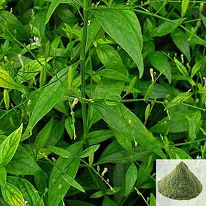 Nilavembu / Kalmegh / king of Bitters Powder